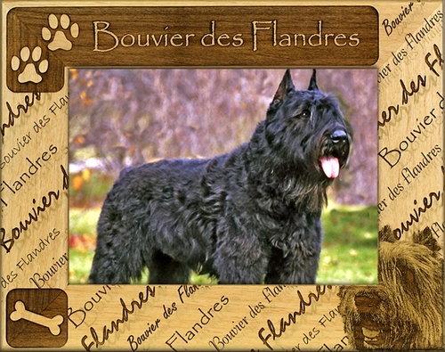 Giftworks Plus DBA0190 Bouvier Des Flandres Alder Wood Frame- 8 x 10 I