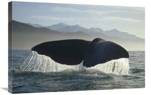 Global Gallery GCS-397834-2030-142 20 x 30 in. Sperm Whale Tail, N