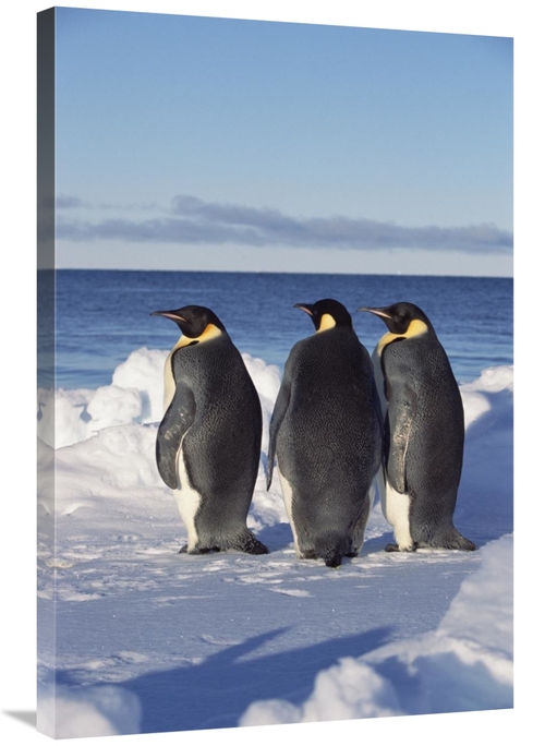 Global Gallery GCS-452325-2436-142 24 x 36 in. Emperor Penguin Trio on