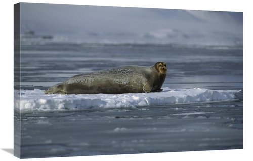 Global Gallery GCS-450972-2030-142 20 x 30 in. Bearded Seal Resting on