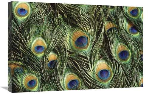 Global Gallery GCS-395767-2030-142 20 x 30 in. Indian Peafowl Display 