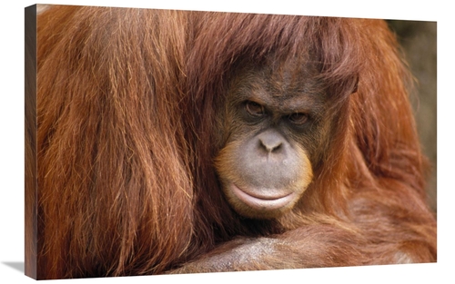 Global Gallery GCS-452944-2030-142 20 x 30 in. Orangutan Female Portra