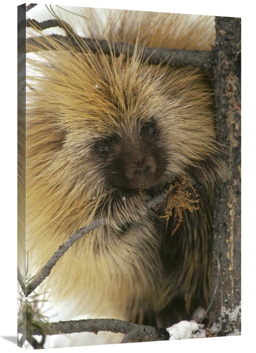 Global Gallery GCS-451868-2436-142 24 x 36 in. Common Porcupine Feedin