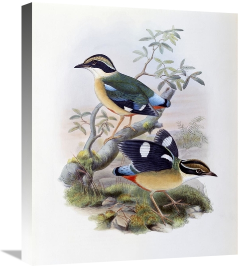 Global Gallery GCS-277737-22-142 22 in. Bengal Pitta Art Print - John 