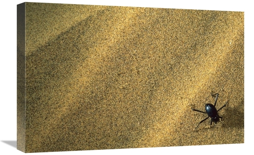 Global Gallery GCS-450960-1624-142 16 x 24 in. Darkling Beetle Collect