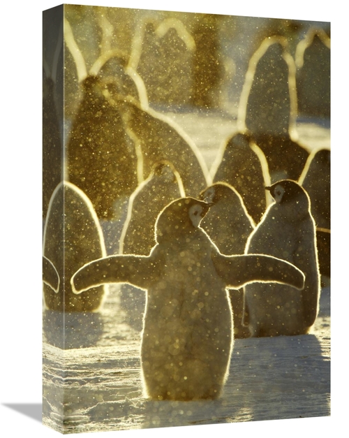 Global Gallery GCS-398283-1218-142 12 x 18 in. Emperor Penguin Chicks&