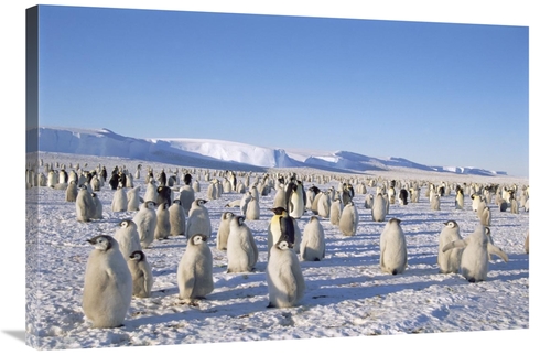 Global Gallery GCS-451189-2436-142 24 x 36 in. Emperor Penguin Rookery