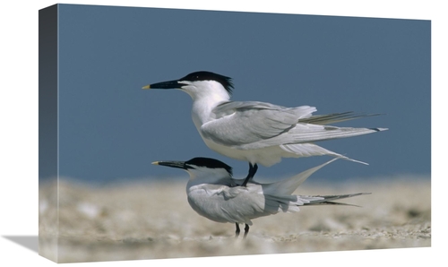 Global Gallery GCS-396202-1218-142 12 x 18 in. Sandwich Tern Couple Co