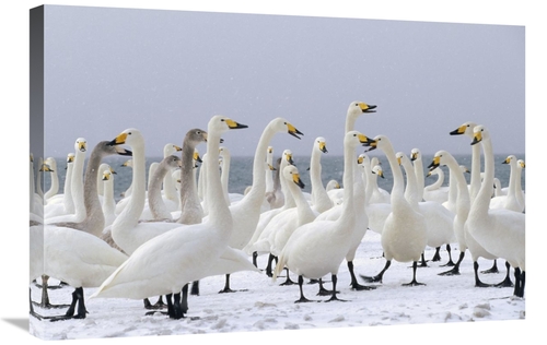 Global Gallery GCS-452289-2030-142 20 x 30 in. Whooper Swan Wintering 