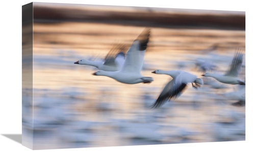 Global Gallery GCS-452616-1218-142 12 x 18 in. Snow Goose Flock Flying