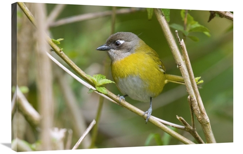 Global Gallery GCS-397279-2436-142 24 x 36 in. Common Bush-Tanager&#44