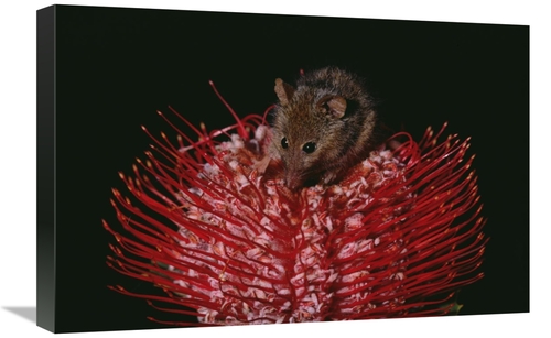 Global Gallery GCS-452930-1624-142 16 x 24 in. Honey Possum Feeding on