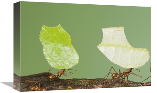 Global Gallery GCS-397336-1218-142 12 x 18 in. Leafcutter Ant Pair Car