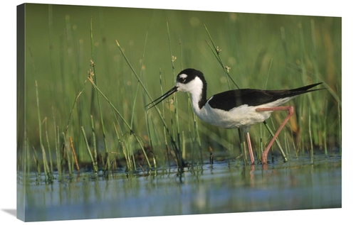 Global Gallery GCS-396432-2436-142 24 x 36 in. Black-Necked Stilt Wadi