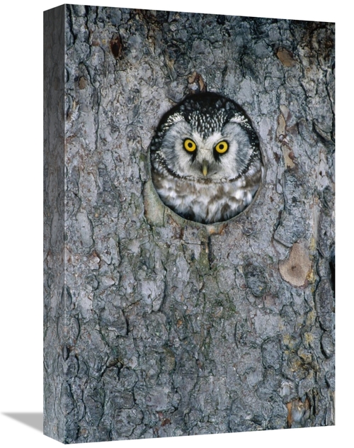 Global Gallery GCS-398510-1218-142 12 x 18 in. Tengmalms Owl or Boreal