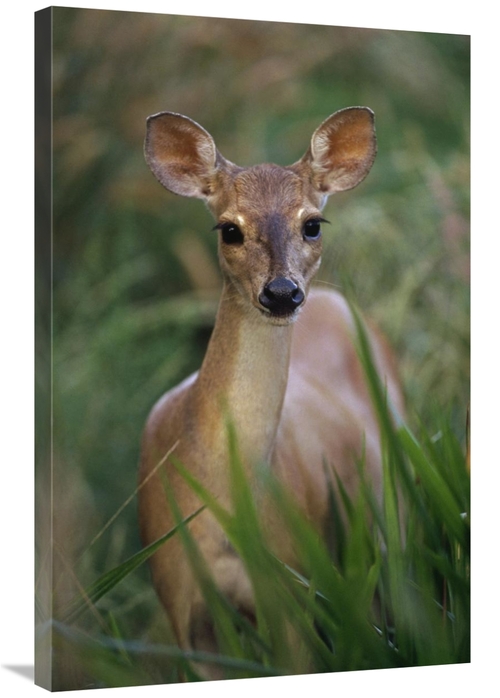 Global Gallery GCS-397692-2436-142 24 x 36 in. Marsh or Swamp Deer Por