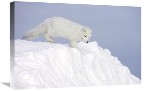 Global Gallery GCS-395400-1624-142 16 x 24 in. Arctic Fox on Snow Drif