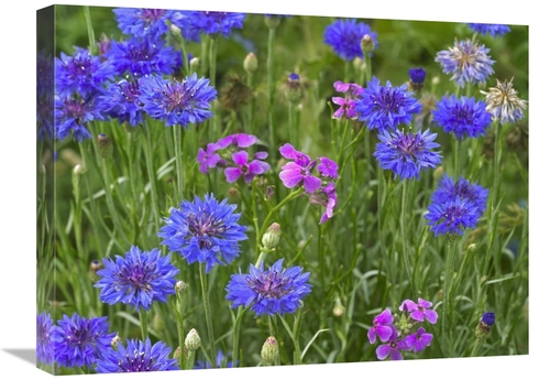 Global Gallery GCS-396752-1824-142 18 x 24 in. Cornflower & Pointed Ph