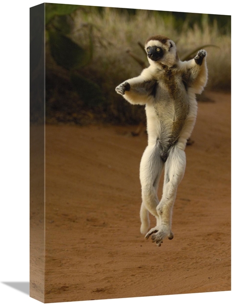 Global Gallery GCS-453042-1218-142 12 x 18 in. Verreauxs Sifaka Hoppin