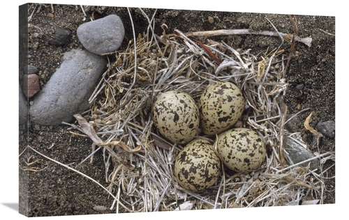 Global Gallery GCS-451893-2030-142 20 x 30 in. Semipalmated Plover Egg