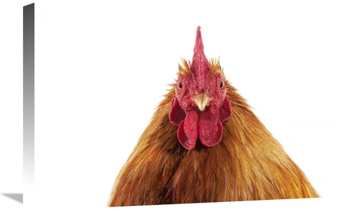 Global Gallery GCS-397526-1624-142 16 x 24 in. Domestic Chicken, P