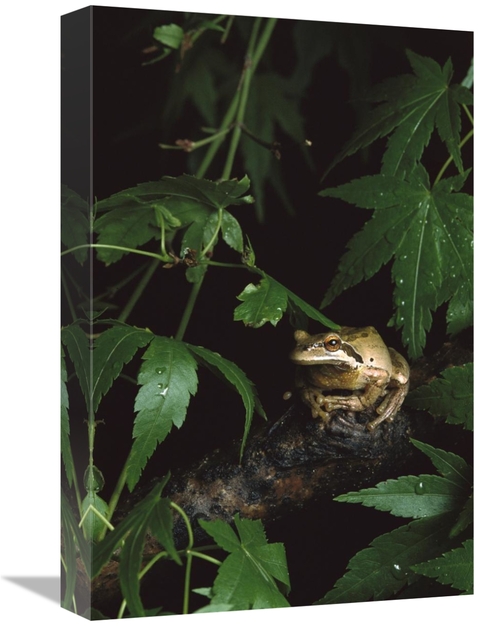 Global Gallery GCS-452731-1218-142 12 x 18 in. Pacific Tree Frog, 