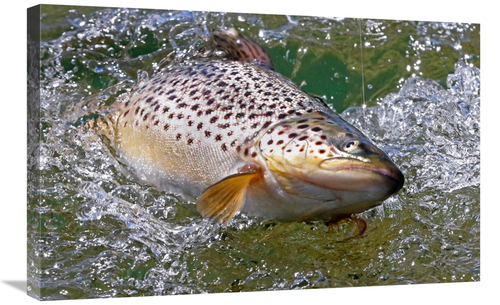 Global Gallery GCS-486577-30-142 30 in. Hooked Brown Trout Art Print -