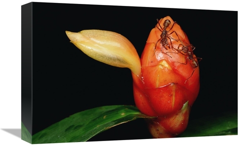 Global Gallery GCS-451009-1218-142 12 x 18 in. Ponerine Ant Protecting
