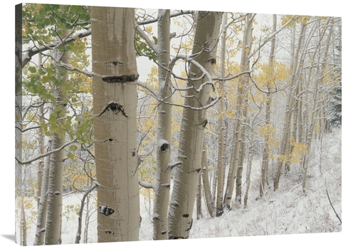 Global Gallery GCS-396379-3040-142 30 x 40 in. Aspens with Snow, G