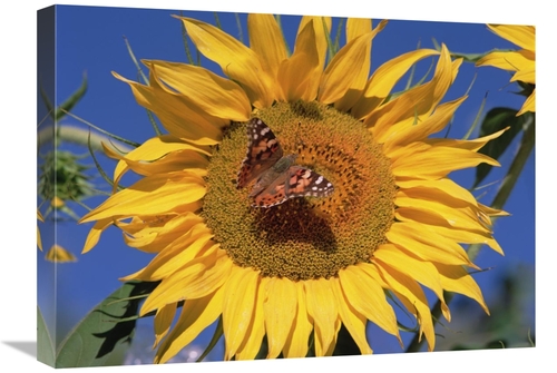 Global Gallery GCS-452037-1824-142 18 x 24 in. Painted Lady Butterfly 