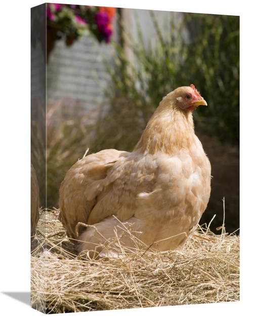 Global Gallery GCS-397444-1218-142 12 x 18 in. Domestic Chicken, L