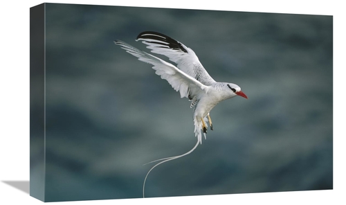 Global Gallery GCS-451768-1218-142 12 x 18 in. Red-Billed Tropicbird L