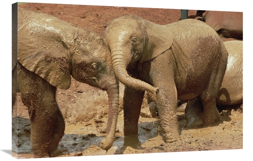 24 x 36 in. African Elephant Orphans Playing in Mud, David Sheldri