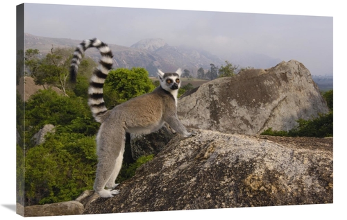 Global Gallery GCS-453255-2436-142 24 x 36 in. Ring-Tailed Lemur in th