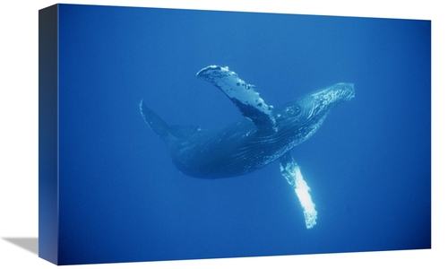 Global Gallery GCS-450794-1218-142 12 x 18 in. Humpback Whale Friendly