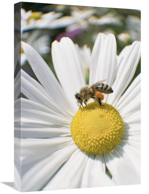Global Gallery GCS-452512-1624-142 16 x 24 in. Honey Bee Collecting Po