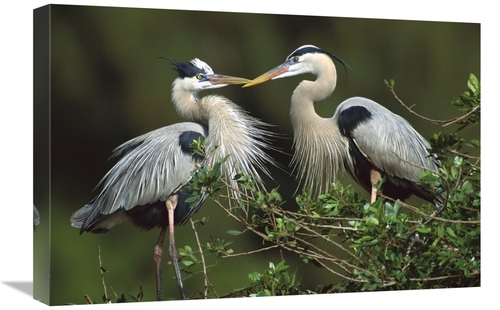 Global Gallery GCS-453302-1624-142 16 x 24 in. Great Blue Heron Pair&#