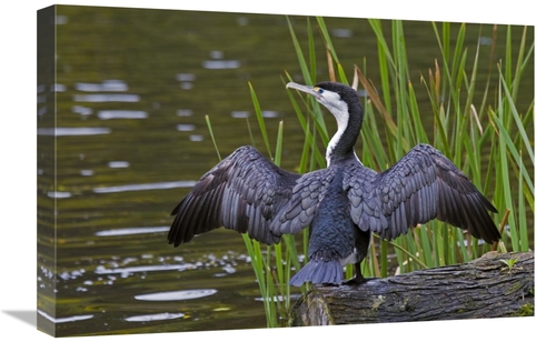 Global Gallery GCS-397489-1624-142 16 x 24 in. Pied Cormorant Drying W