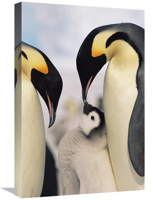 Global Gallery GCS-452324-1624-142 16 x 24 in. Emperor Penguin Parents