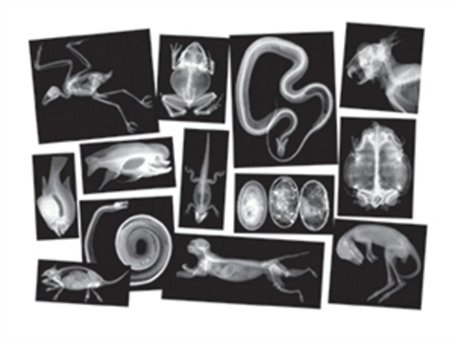 Roylco  Inc. R-5910 12.8" x 8.5" x 0.1" Animal X-Rays