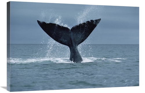 Global Gallery GCS-450646-2436-142 24 x 36 in. Southern Right Whale Fl