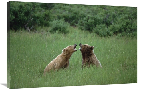 Global Gallery GCS-452535-2436-142 24 x 36 in. Grizzly Bears Sparring&