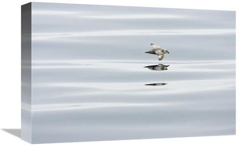 Global Gallery GCS-452715-1218-142 12 x 18 in. Northern Fulmar Flying 