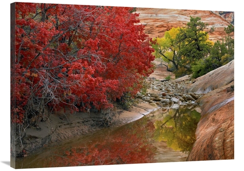 Global Gallery GCS-452087-3040-142 30 x 40 in. Maple & Cottonwood Tree