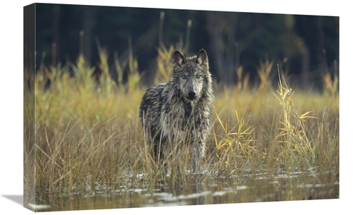 Global Gallery GCS-451960-1624-142 16 x 24 in. Timber Wolf Pauses Whil