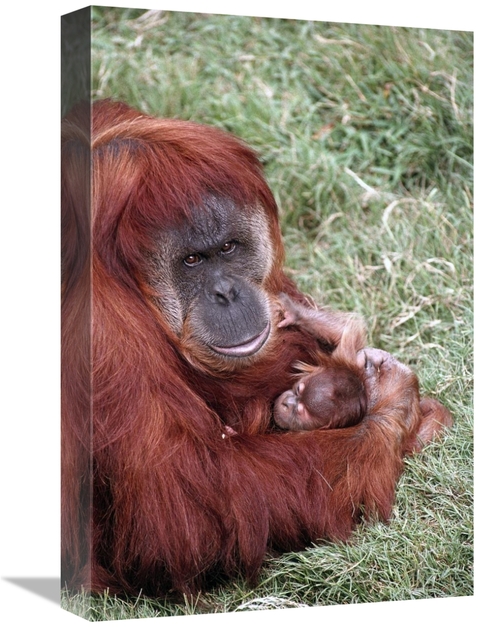 Global Gallery GCS-450826-1218-142 12 x 18 in. Sumatran Orangutan Moth