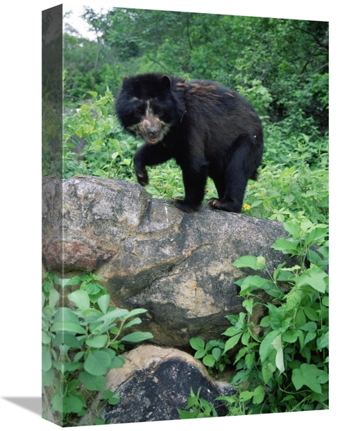 Global Gallery GCS-451464-1218-142 12 x 18 in. Spectacled Bear, Ce