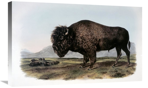 Global Gallery GCS-276579-30-142 30 in. American Bison or Buffalo Art 