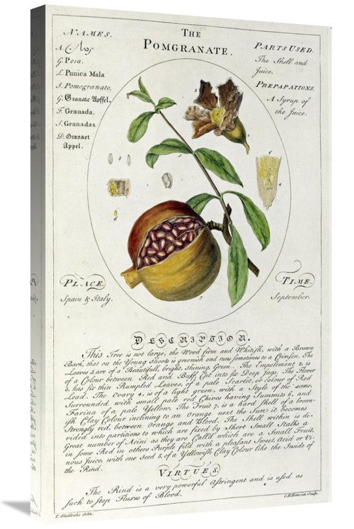 Global Gallery GCS-267282-30-142 30 in. The Pomegranate Art Print - Ti