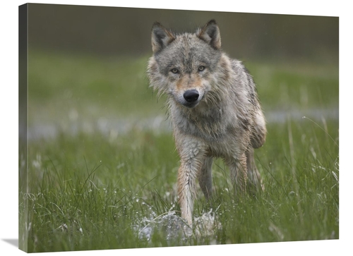 Global Gallery GCS-452265-2432-142 24 x 32 in. Gray Wolf Walking Throu